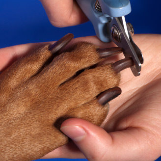 Blue Ribbon Grooming Sault Ste. Marie Nail Clipping Blue Ribbon Grooming Sault Ste. Marie Nail Clipping